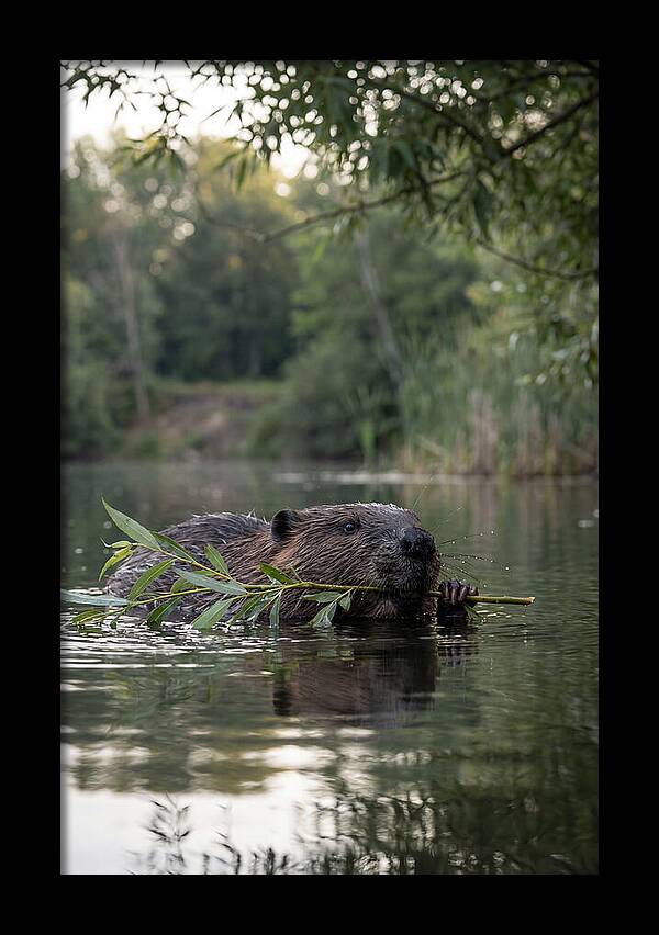 Beaver Swimming With Branch