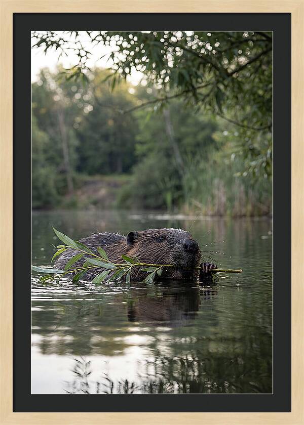 Beaver Swimming With Branch