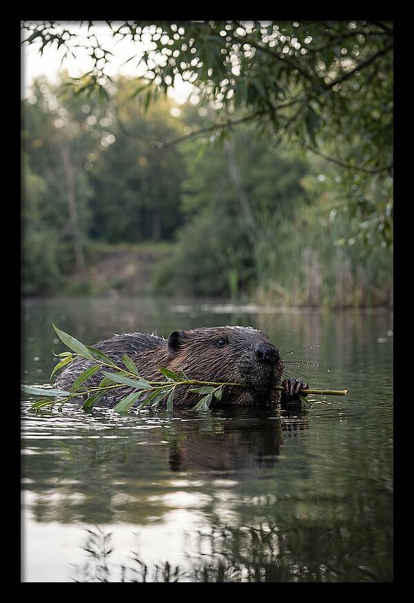 Beaver Swimming With Branch