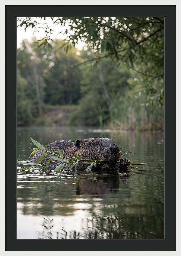 Beaver Swimming With Branch