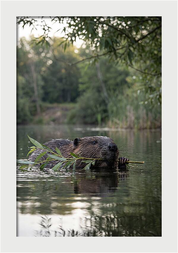Beaver Swimming With Branch