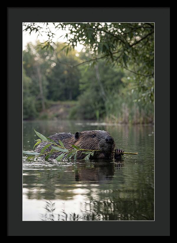 Beaver Swimming With Branch