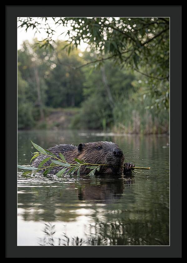 Beaver Swimming With Branch