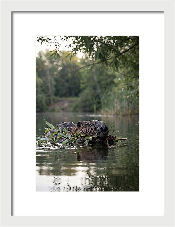 Beaver Swimming With Branch