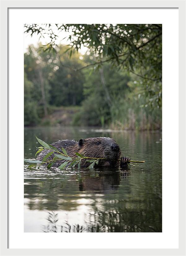 Beaver Swimming With Branch