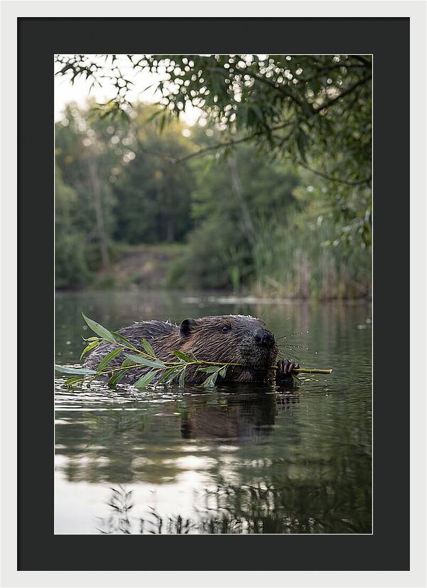Beaver Swimming With Branch