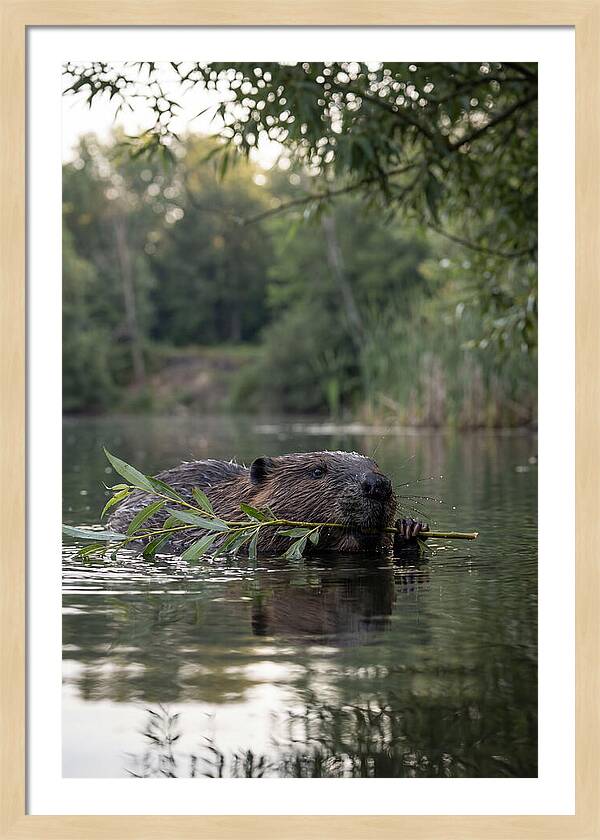 Beaver Swimming With Branch