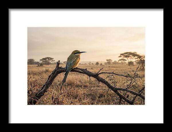 Bee Eater Perched At Dawn
