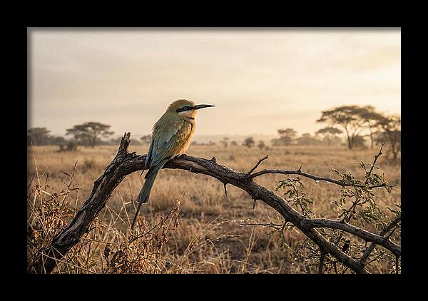 Bee Eater Perched At Dawn