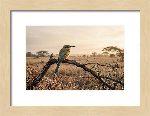 Bee Eater Perched At Dawn