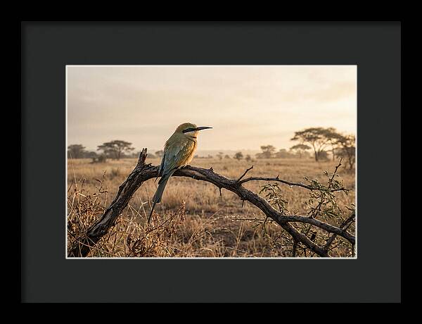 Bee Eater Perched At Dawn