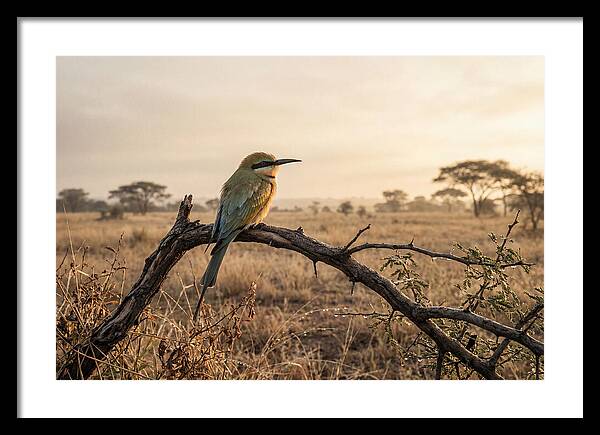 Bee Eater Perched At Dawn