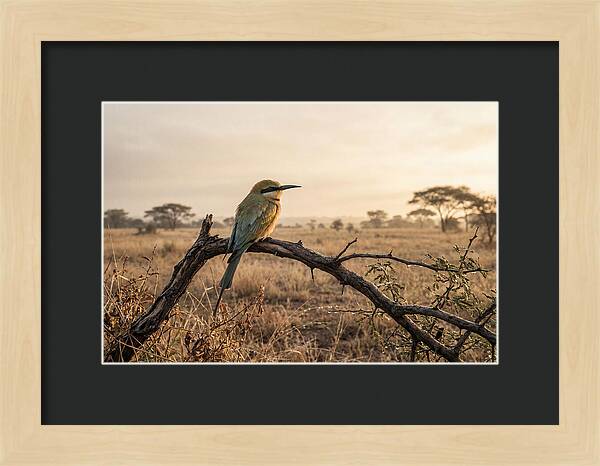 Bee Eater Perched At Dawn