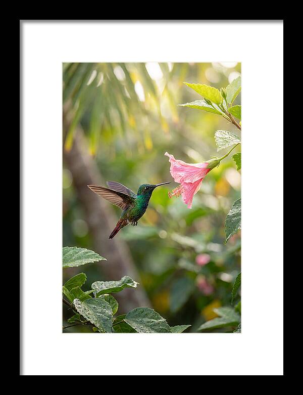 Bee Hummingbird Among Blossoms