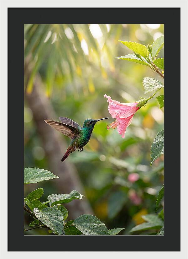Bee Hummingbird Among Blossoms