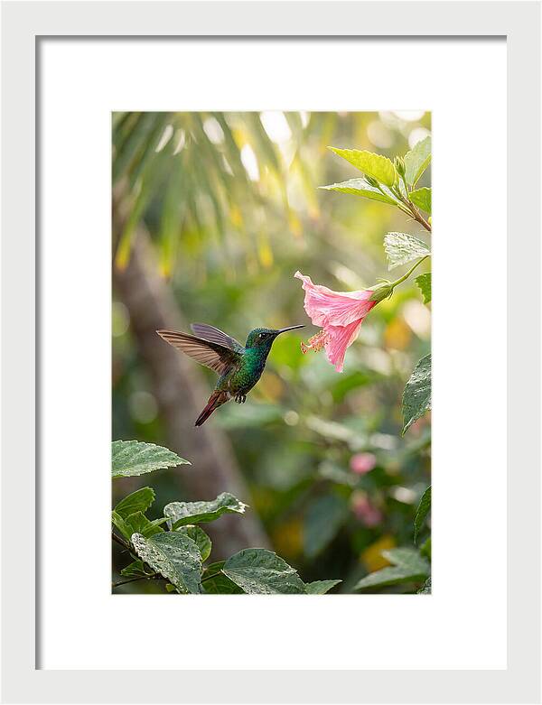 Bee Hummingbird Among Blossoms