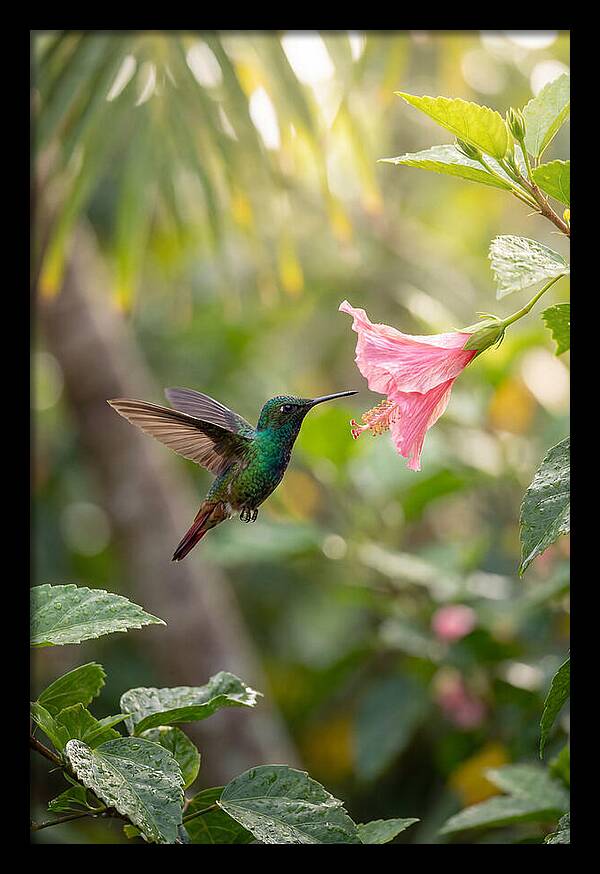 Bee Hummingbird Among Blossoms