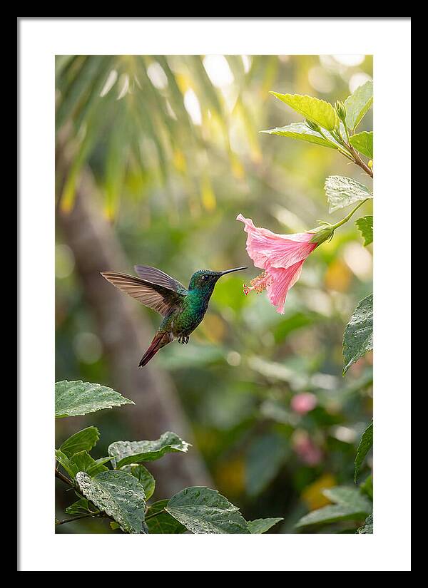 Bee Hummingbird Among Blossoms