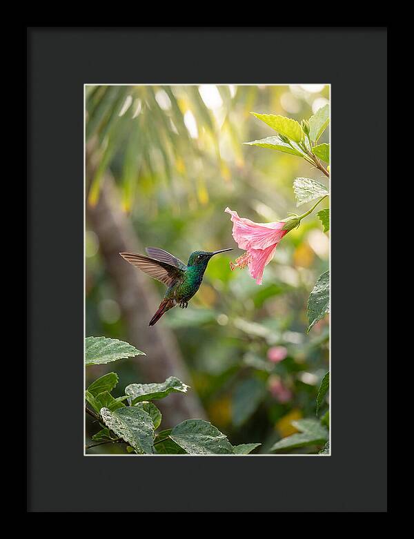 Bee Hummingbird Among Blossoms