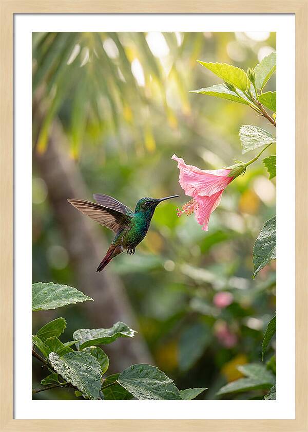 Bee Hummingbird Among Blossoms