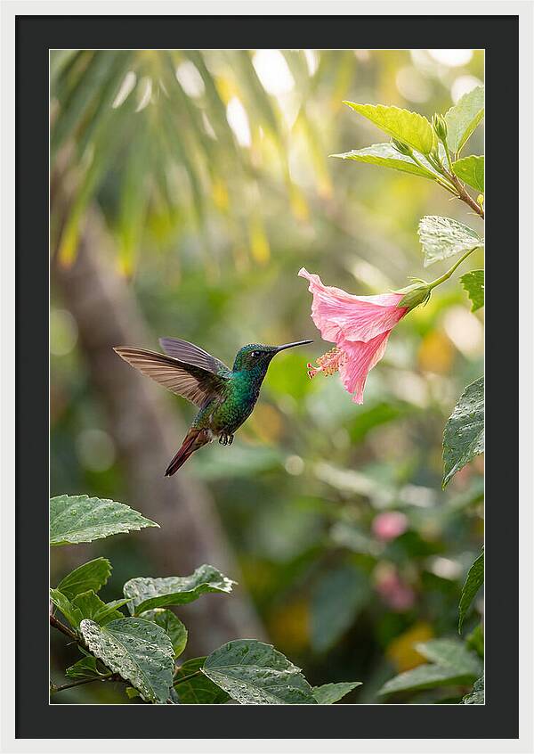 Bee Hummingbird Among Blossoms