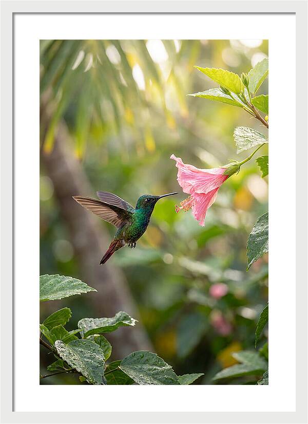 Bee Hummingbird Among Blossoms