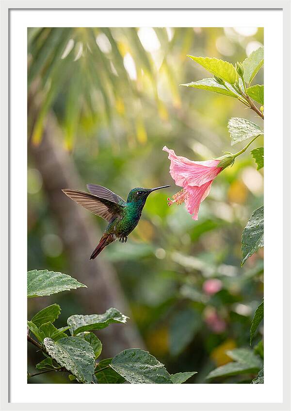 Bee Hummingbird Among Blossoms