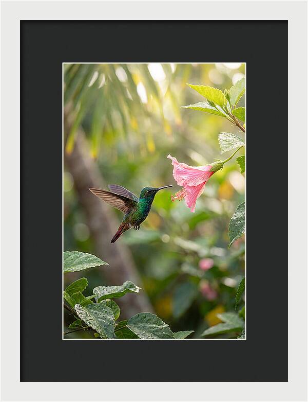 Bee Hummingbird Among Blossoms