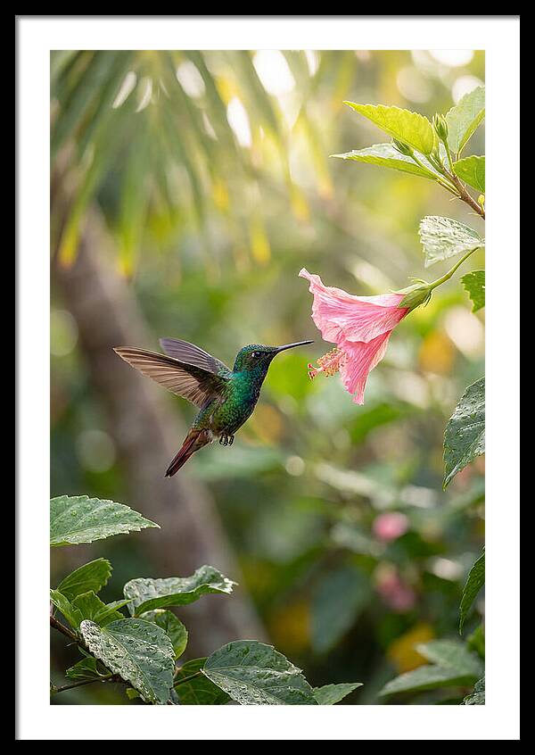 Bee Hummingbird Among Blossoms