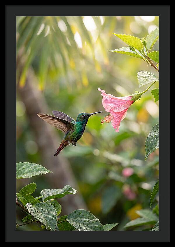Bee Hummingbird Among Blossoms