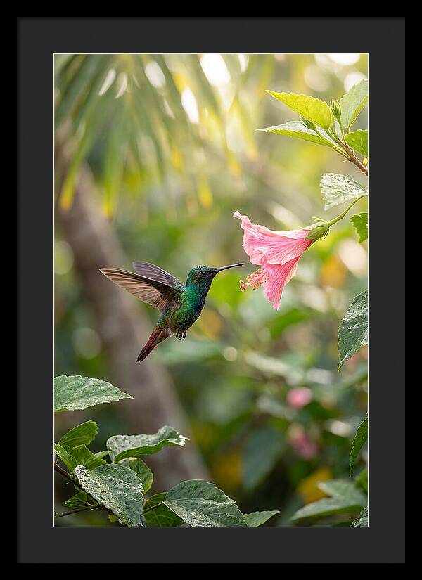 Bee Hummingbird Among Blossoms