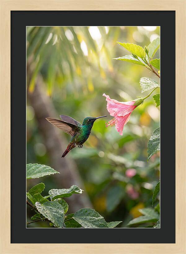 Bee Hummingbird Among Blossoms