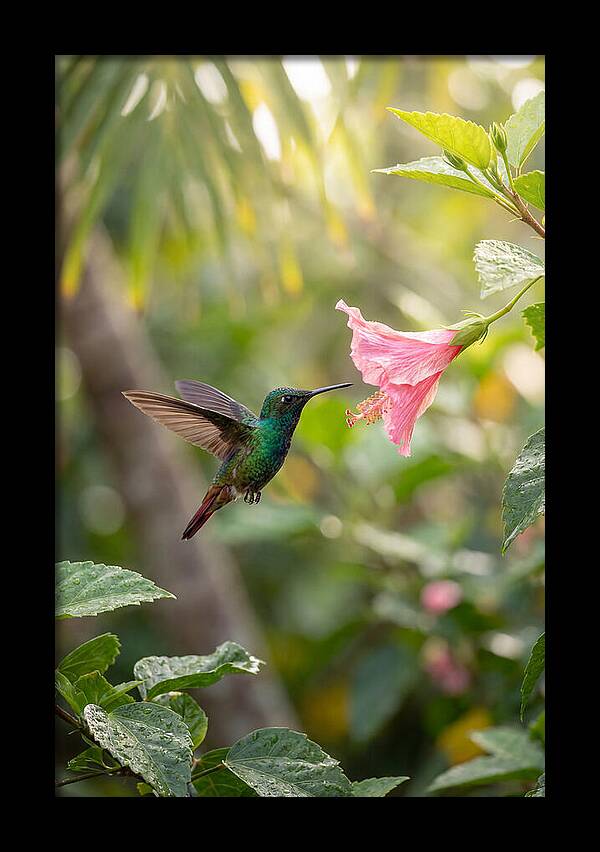 Bee Hummingbird Among Blossoms