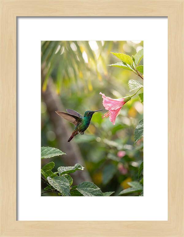 Bee Hummingbird Among Blossoms