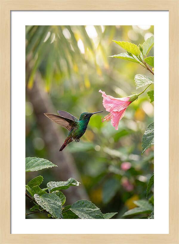 Bee Hummingbird Among Blossoms