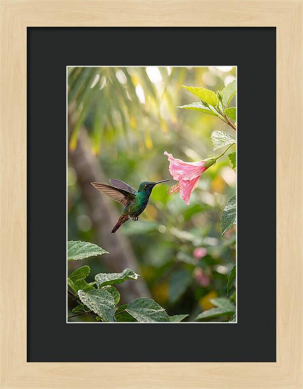 Bee Hummingbird Among Blossoms