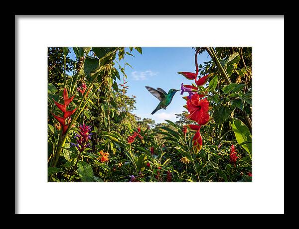 Bee Hummingbird Among Vibrant Blooms