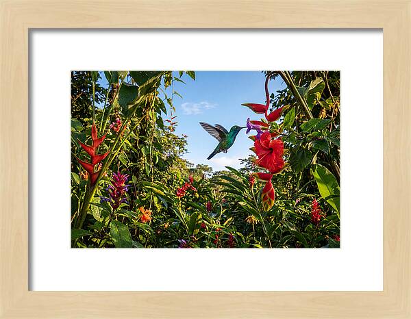 Bee Hummingbird Among Vibrant Blooms