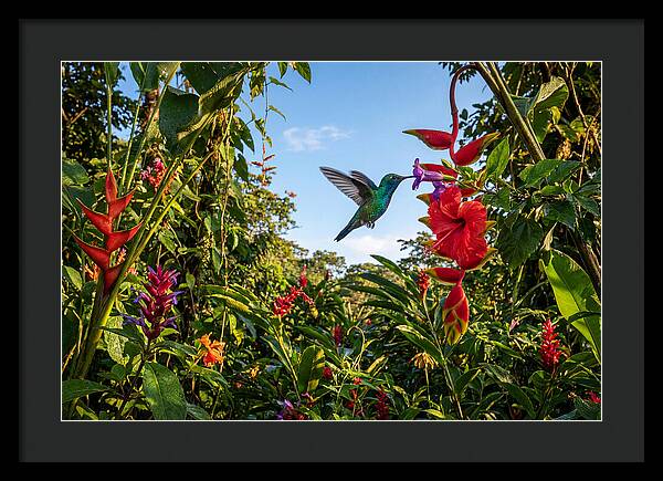 Bee Hummingbird Among Vibrant Blooms