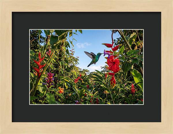 Bee Hummingbird Among Vibrant Blooms