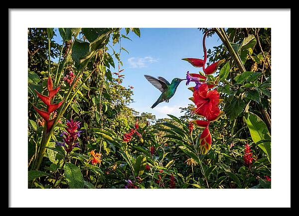 Bee Hummingbird Among Vibrant Blooms