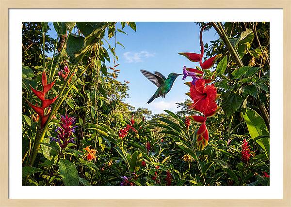 Bee Hummingbird Among Vibrant Blooms