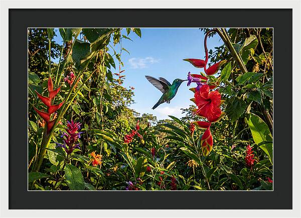 Bee Hummingbird Among Vibrant Blooms
