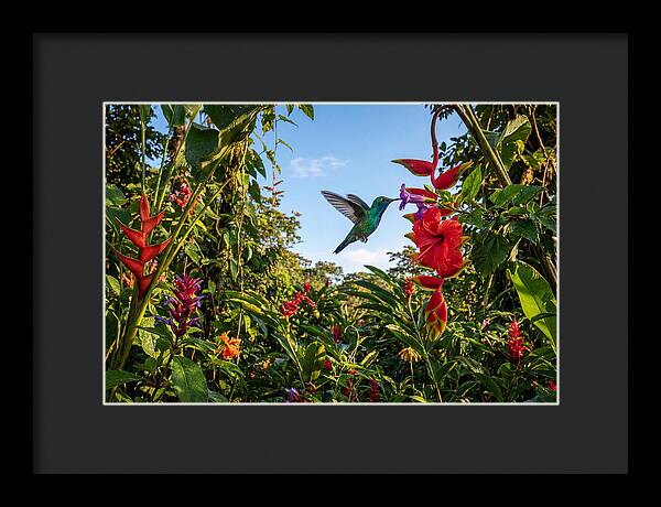 Bee Hummingbird Among Vibrant Blooms
