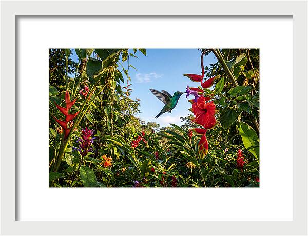 Bee Hummingbird Among Vibrant Blooms
