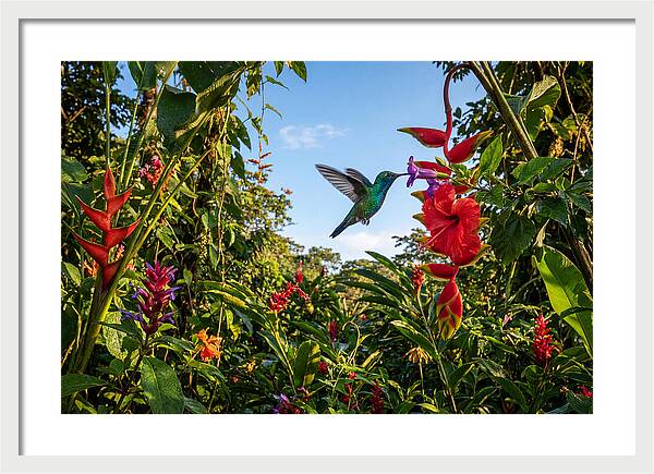 Bee Hummingbird Among Vibrant Blooms