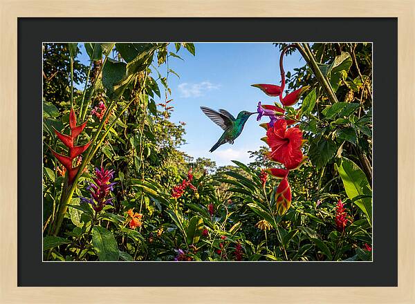 Bee Hummingbird Among Vibrant Blooms