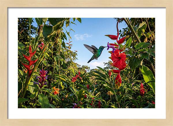 Bee Hummingbird Among Vibrant Blooms