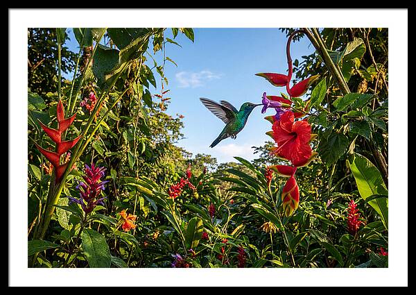 Bee Hummingbird Among Vibrant Blooms