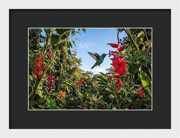 Bee Hummingbird Among Vibrant Blooms
